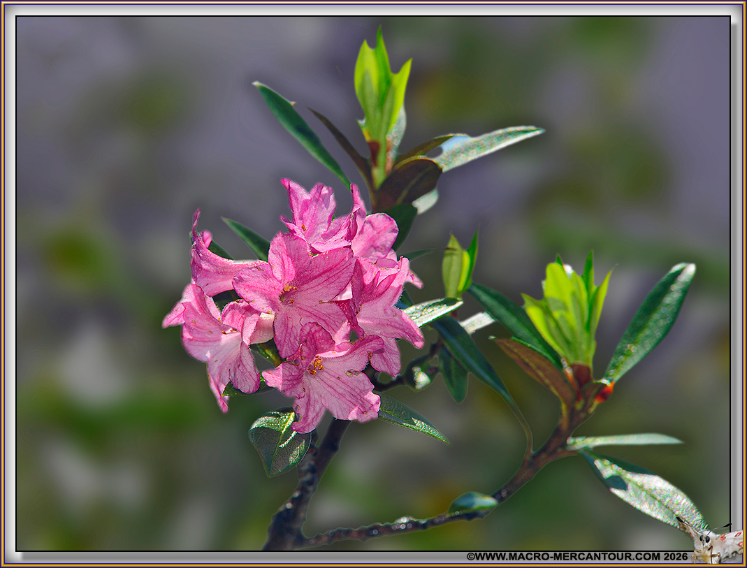 Rhodendrons